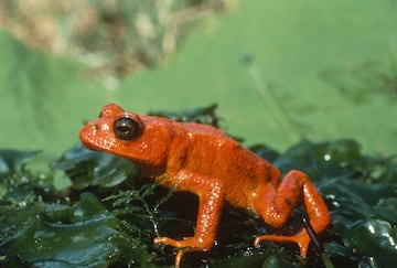 Esta especie extinta de anfibio anuro, sapo con cola, vivía en el bosque de Monteverde, en Costa Rica.
El sapo macho de la imagen es la última fotografía de esta especie de anfibio, fue tomada en 1978 y la especie se declaró extinta en 2004.
La primera señal de peligro fue dada por expertos medioambientales en 1987, cuando se pudo observar que después de los cortejos reproductivos los huevos eran abandonados a causa de la desecación de las charcas del bosque.

Ese año se pudo contabilizar que menos de 30 huevos sobrevivieron a la primera semana, mientras unos 43.000 se secaron y pudrieron. Al año siguiente, este mismo equipo encontró un único huevo. Era macho. Al año siguiente, a mediados de 1989, fue la última vez que se pudo ver un sapo dorado. 