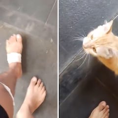 La reacción de un gato al ver que su dueño está cojo: no se emocionen