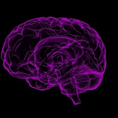 Revelador hallazgo sobre el cerebro humano