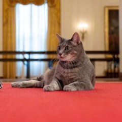 Willow, la gata que ha hecho del ala este de la Casa Blanca su hogar