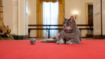El gato atigrado fue un símbolo de la administración Biden. El Ala Este por el que paseaba ahora fue destruida por la remodelación de Donald Trump en la Casa Blanca.