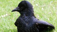 Bañarse con hormigas: el peculiar ritual de algunas aves para desparasitarse