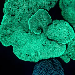 Nico Marín, premio EPOTY con una foto nocturna de coral