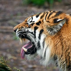 Vietnam investiga la muerte de decenas de tigres y leones
