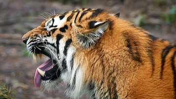 Tigre