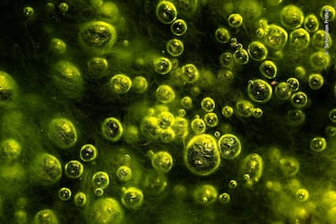 Sebastian Frölich ganó la categoría 'Humedales' con esta fotografía de un colémbolo entre burbujas de gas.