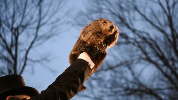 The most famous groundhog of all