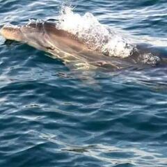 Denunciado un piloto de una moto acuática por atropellar delfines