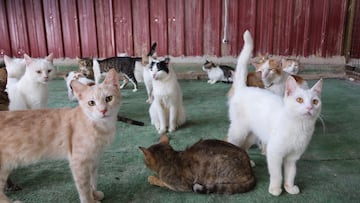 Too much of a good thing, trouble in cat lover paradise
