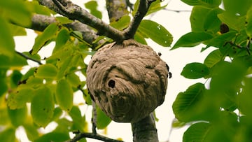 Deadly encounter in the jungle: Wasp swarm claims the lives of American man and son in Laos