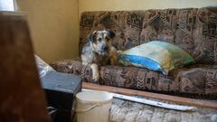 MALA ROGAN, KHARKIV, UKRAINE - JUNE 06: A stray dog is seen on a sofa inside the damaged house in which a woman died as a result of shelling by Russian troops on March 15 in the village of Mala Rogan, Kharkiv region, Ukraine on June 06, 2022. (Photo by Sofia Bobok/Anadolu Agency via Getty Images)