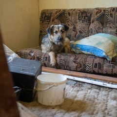 ¿Me puede prohibir mi casero tener una mascota en casa si vivo en un piso de alquiler?