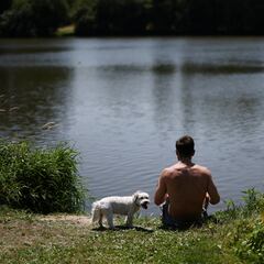 Heat wave in the U.S. 2025: how to recognize dog heatstroke and what to do if it happens