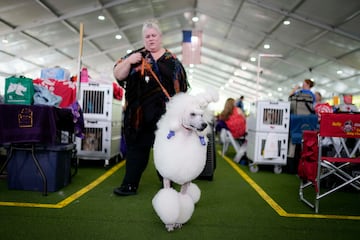 Ru, un poodle, entre bambalinas.