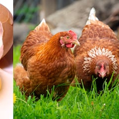 ¿Quién fabrica los huevos de marca blanca de cada supermercado en España? Mercadona, Lidl, Aldi, Carrefour, Dia...