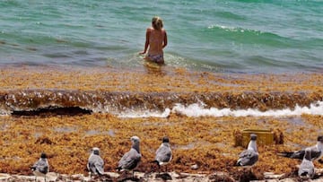 A giant belt of seaweed is migrating westward, threatening beaches in Florida, Mexico’s Yucatan Peninsula, and the eastern Caribbean. What is sargassum?