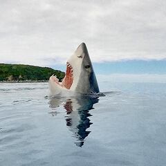 Mike Coots: “El ataque de tiburón me llevó a su protección”