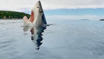 Tiburón sacando la boca del agua