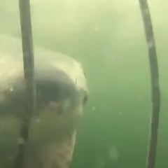 "Estaba emocionado hasta que el tiburón atacó la jaula"