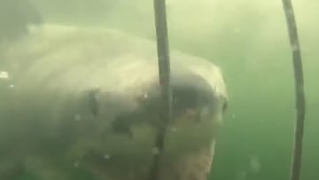 Un tiburón blanco chocando contra un barrote de una jaula para el buceo con la boca abierta. En Seal Island (Sudáfrica) el 9 de diciembre del 2021.