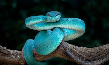 Ni perros ni gatos: ‘Zootopia 2’ está creando una fiebre por comprar serpientes venenosas y las autoridades están preocupadas