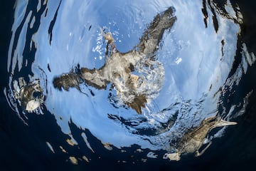 Categoría: Aves en vuelo. GANADOR DEL PREMIO DE BRONCE. En las Islas Midriff, a menudo se pueden ver piqueros cafés descansando sobre la superficie del agua. Está foto capturó una perspectiva submarina del momento en que un pájaro despega. Para ello, el fotógrafo se sumergió a unos 10 metros de distancia de los pájaros y ascendió lentamente desde abajo.