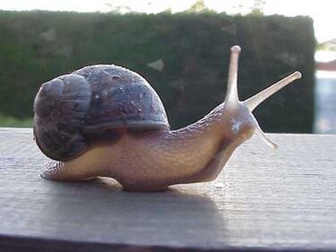 Un banderín en la tienda de cachivaches