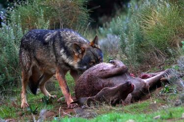 Quien con lobos anda, a aullar aprende.