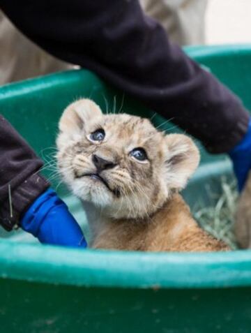 El Reid Park Zoo "Esto no es una competición, pero…" mostraron su cría de león. Y otros muchos más zoológicos presumieron de sus animales en este original y viral desafío. 