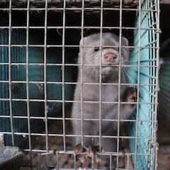 Más de 1.000 visones serán sacrificados en Ávila tras el positivo de uno en COVID-19