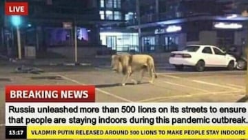 Coronavirus: &iquest;Rusia sac&oacute; leones a la calle durante la cuarentena?