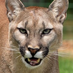 Un trail runner mata con sus propias manos a un puma que le atacó mientras entrenaba