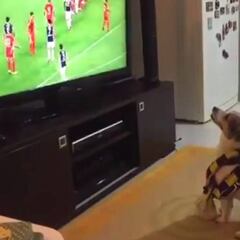 El perro fan del Fenerbahce que celebra así sus goles