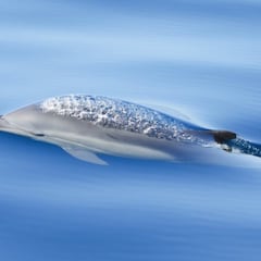 Ponen un micrófono a un delfín: lo que escuchan los investigadores les deja atónitos