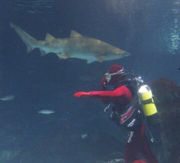 Mireia nada entre tiburones