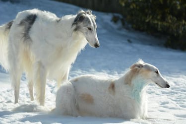 Las razas de perros más rápidas: ¿cuáles son y qué velocidad pueden alcanzar?