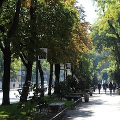 ¿De dónde viene la expresión ‘el quinto pino’, origen y qué significa?