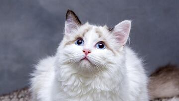 Have you ever wondered whether your cat sees the world like you do? Here’s what the experts say.