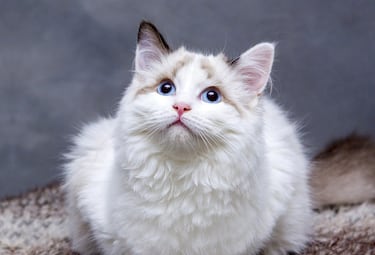 Veterinarians confirm: Here’s how to prepare before leaving your cat home alone
