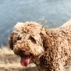 Un perro regresa a casa 150 kilómetros y 3 meses después