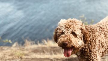 Un perro regresa a casa 150 kilómetros y 3 meses después