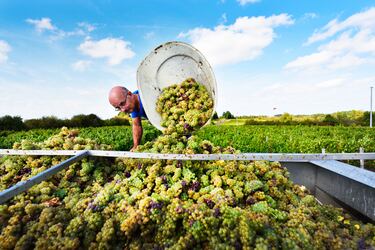 Viñedos de Jasnières y Fiefs Vendéens: tesoros ocultos para el paladar y los sentidos