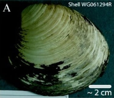 Ming, como así se denominó a esta almeja, es conocida por ser el animal más longevo del que se tenga registro cuando en 2006 se registro que tenía 507 años de edad.