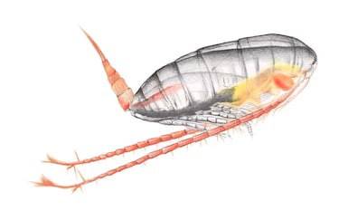 NASA scientists peer into the ocean and discover the tiny creature that keeps the titans of the sea alive