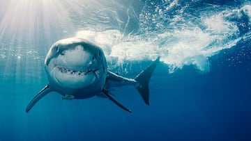 Great white sharks showing up in greater numbers of Northeast coast