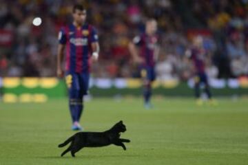 Un gato negro corre por el campo lo que ha obligado a interrumpir el partido entre el Barcelona y el Elche, correspondiente a la primera jornada de la Liga de Primera División, que se juega hoy en el Camp Nou.
