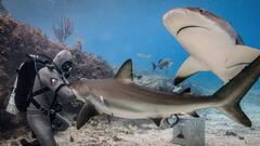 Un buceador recibe un ataque de tibur&oacute;n con un traje de neopreno resistente a los ataques de tiburones.