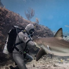 Inventan un traje de neopreno resistente a los ataques de tiburón