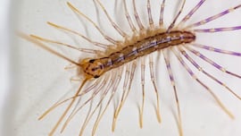 Piden precaución si te topas con este insecto mediterráneo en casa: muchísimas más patas que una araña y venenoso