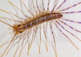 Piden precaución si te topas con este insecto mediterráneo en casa: muchísimas más patas que una araña y venenoso